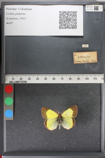 Media type: image;   Entomology 118976